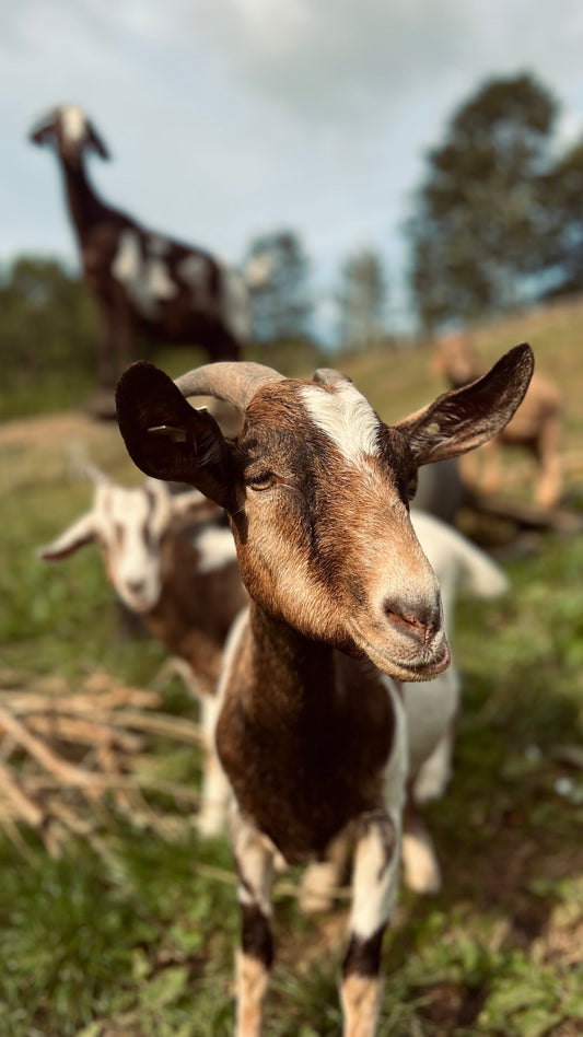 Goats grazing, contributing to why goat milk soap is good for your skin.