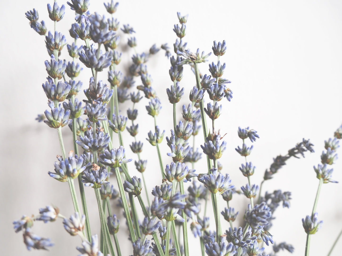 Lavender Soy Candle – Natural Essential Oil Candle for Calm & Relaxation